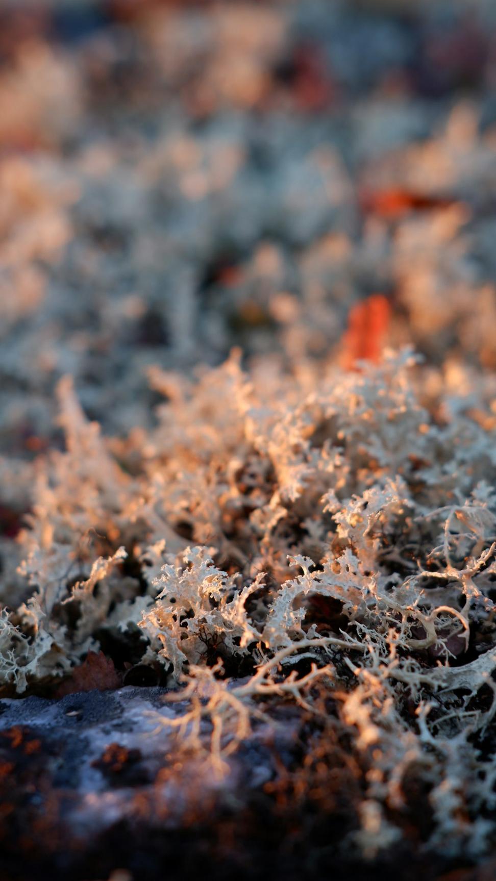 Mycelium Composites